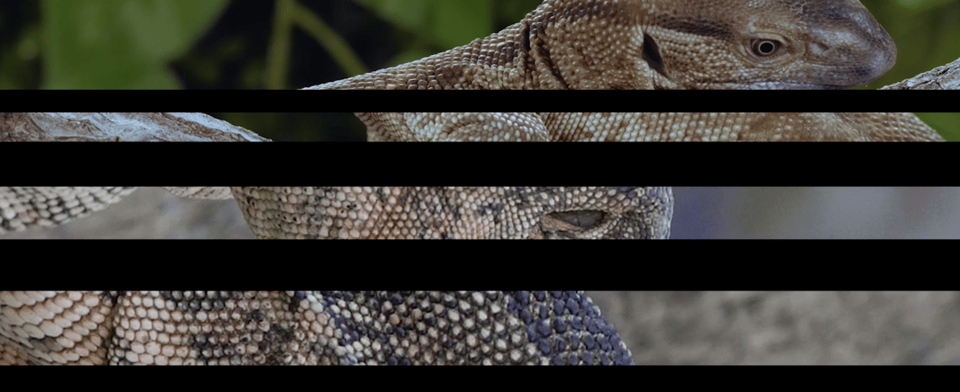 Photo of set Lucy : Angry normals.